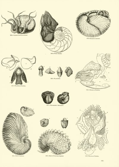 Sida från The Pictorial Museum of Animated Nature av English School