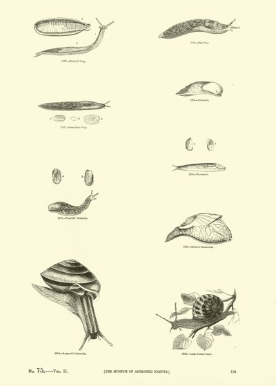 Sida från The Pictorial Museum of Animated Nature av English School