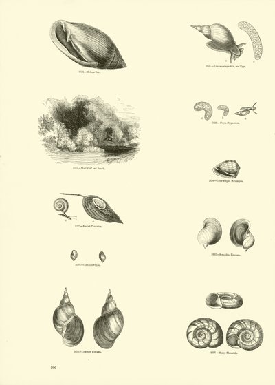 Sida från The Pictorial Museum of Animated Nature av English School