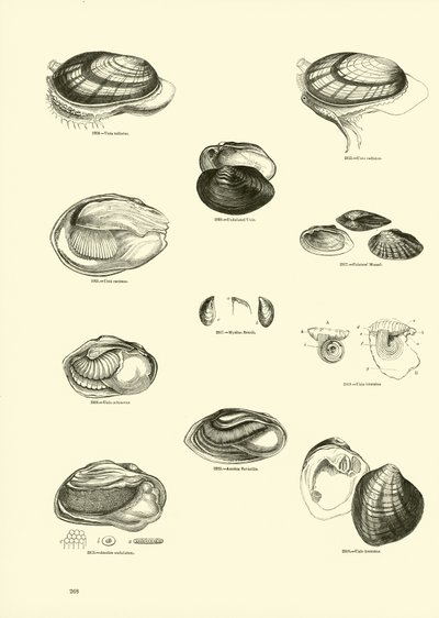 Sida från The Pictorial Museum of Animated Nature av English School