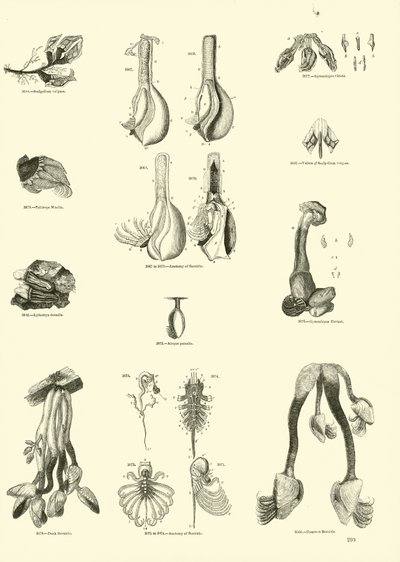 Sida från The Pictorial Museum of Animated Nature av English School