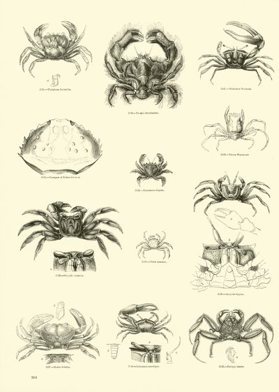 Sida från The Pictorial Museum of Animated Nature av English School