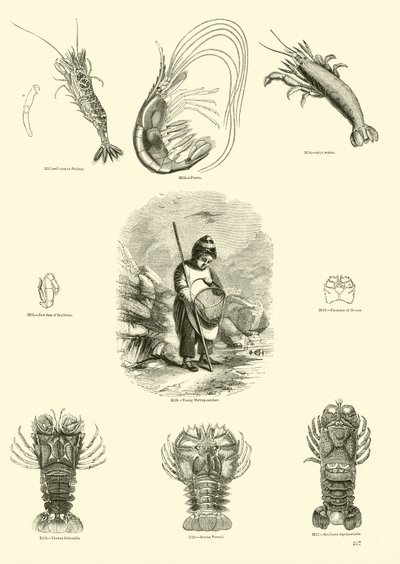 Sida från The Pictorial Museum of Animated Nature av English School