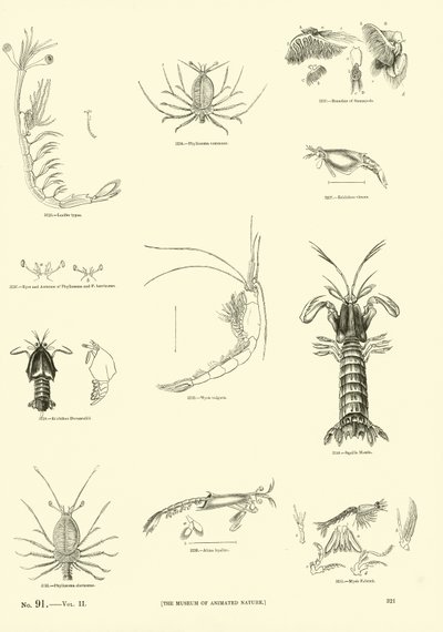 Sida från The Pictorial Museum of Animated Nature av English School