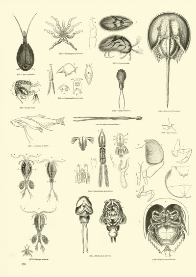 Sida från The Pictorial Museum of Animated Nature av English School