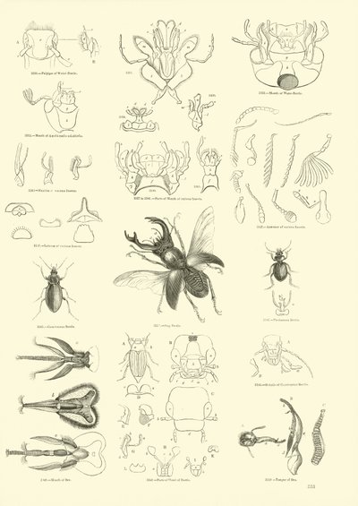Sida från The Pictorial Museum of Animated Nature av English School