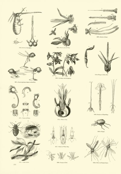 Sida från The Pictorial Museum of Animated Nature av English School