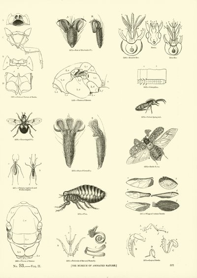 Sida från The Pictorial Museum of Animated Nature av English School