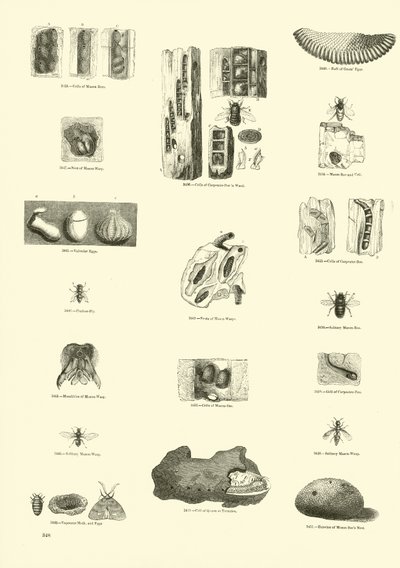 Sida från The Pictorial Museum of Animated Nature av English School