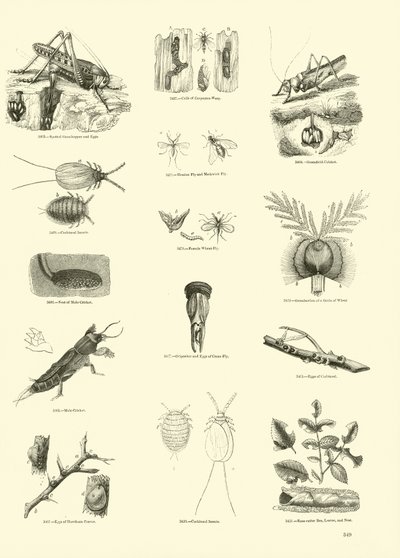 Sida från The Pictorial Museum of Animated Nature av English School