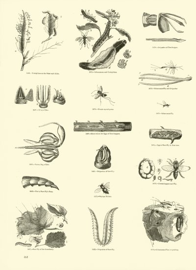 Sida från The Pictorial Museum of Animated Nature av English School