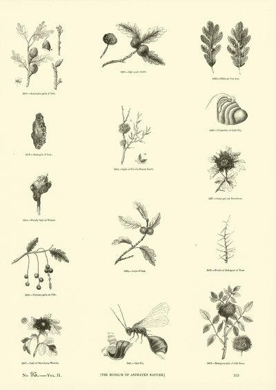 Sida från The Pictorial Museum of Animated Nature av English School