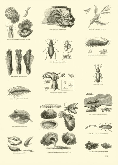 Sida från The Pictorial Museum of Animated Nature av English School