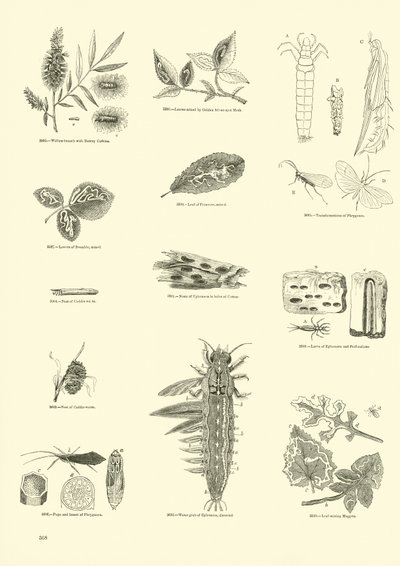 Sida från The Pictorial Museum of Animated Nature av English School
