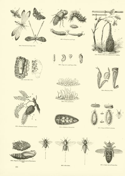 Sida från The Pictorial Museum of Animated Nature av English School