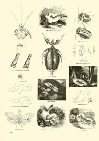 Sida från The Pictorial Museum of Animated Nature av English School