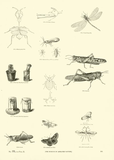 Sida från The Pictorial Museum of Animated Nature av English School