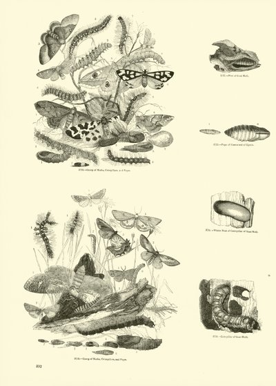 Sida från The Pictorial Museum of Animated Nature av English School