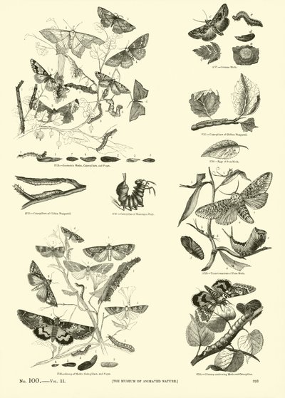 Sida från The Pictorial Museum of Animated Nature av English School