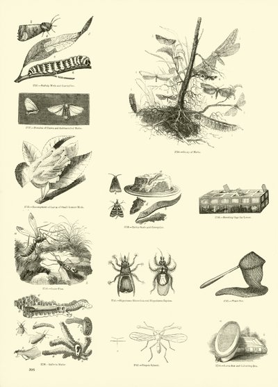 Sida från The Pictorial Museum of Animated Nature av English School