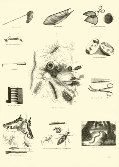 Sida från The Pictorial Museum of Animated Nature av English School