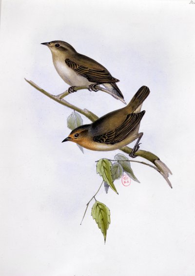 Par Certhidea Olivacea, illustration från The Zoology of the Voyage of H.M.S. Beagle, 1832-36, av Charles Darwin (1809-92), 1840 av English School