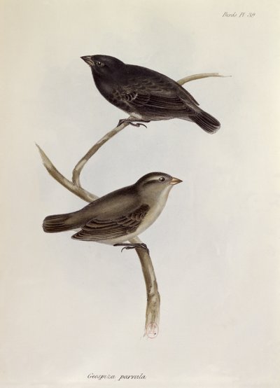 Par Geospiza Parvula, illustration från Zoology of the Voyage of H.M.S. Beagle, 1832-36, av Charles Darwin (1809-92), 1840 av English School