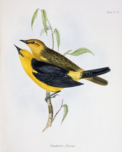 Par Xanthornus Flaviceps, illustration från Zoology of the Voyage of H.M.S. Beagle, 1832-36, av Charles Darwin (1809-92), 1840 av English School