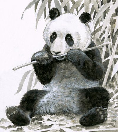 Panda tuggar bambu av English School