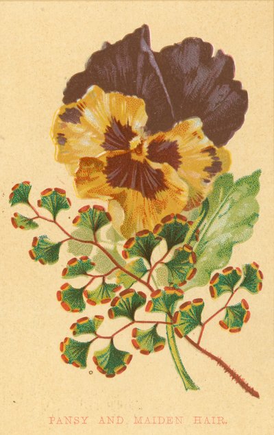 Pansy och Maiden Hair av English School