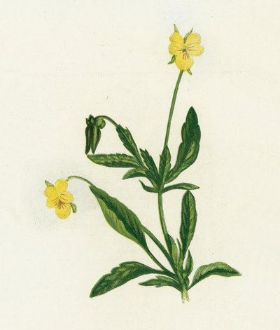 Pansy, eller Heartsease, Viola Tricolor av English School