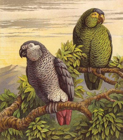 Papegojor (färg litho) av English School