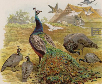 Påfåglar på en gård (färg litho) av English School