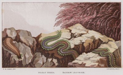 Pearly Nereis, Rainbow Leaf-Worm (färg litho) av English School