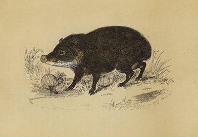 Peccary (färglitografi) av English School
