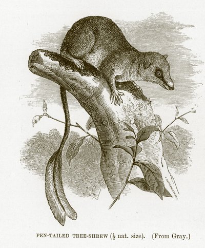 Pennstjärtsmössa, illustration från The Royal Natural History av English School