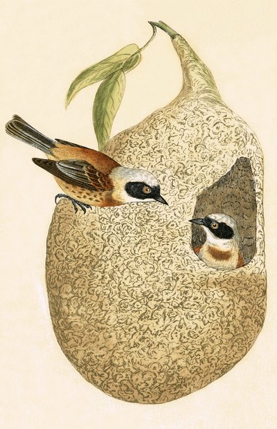 Penduline Tit, illustration från 
