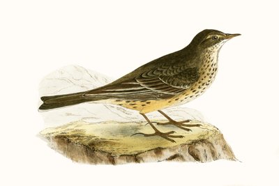 Pennsylvanian Pipit, illustration från 