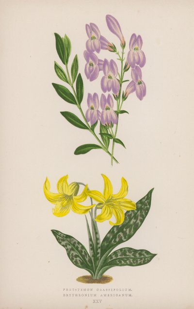 Pentstemon Crassifolium; Amerikansk erythronium (färg litho) av English School