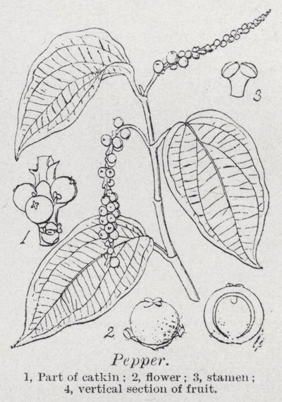 Peppar (litho) av English School