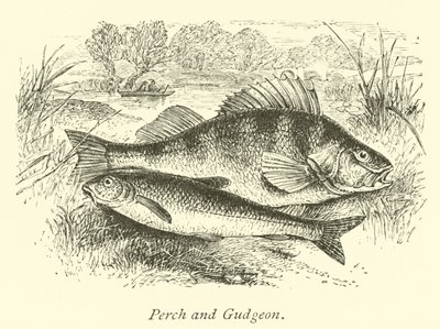Abborre och Gudgeon av English School