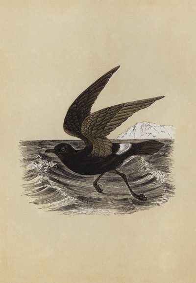 Petrel (färglitografi) av English School