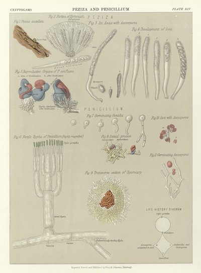 Peziza och Penicillium av English School