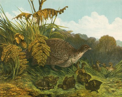 Pheasant na broodswed yake av English School