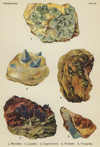Fosfater, wavellit, lazulit, cuprouranite, vivianite, turkos (färg litho) av English School