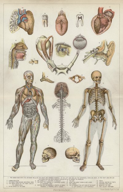 Fysiologi (färg litho) av English School