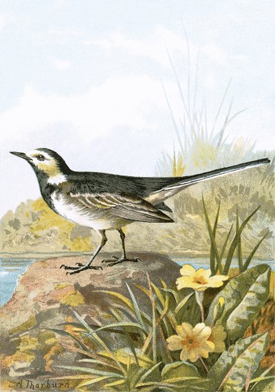 Pied Wagtails Upega Tafa
