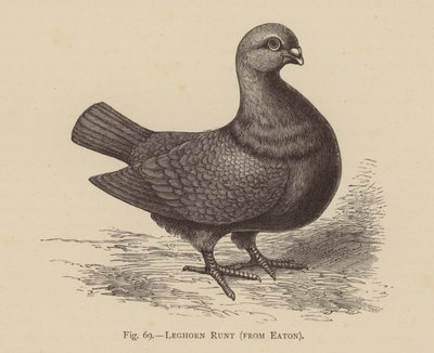 Duvor: Leghorn Runt, från Eaton (gravyr) av English School