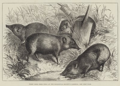 Pigmy Hogs från Indien vid Zoological Society