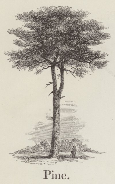 Tall (gravyr) av English School